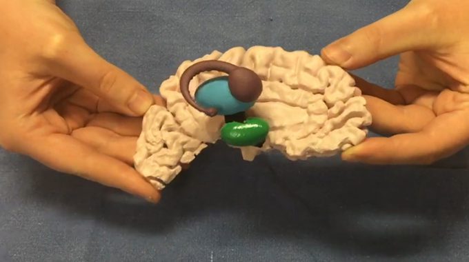 3D-printed Brain Section