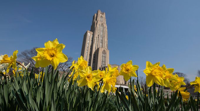 Cathedral Of Learning With Daffodils In The Foreground.